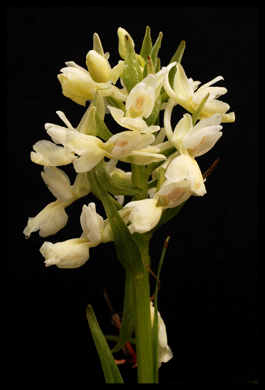 Orchidee su sfondo nero